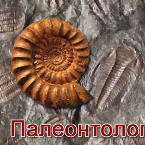 Семинар “Глобальная палеогеография и палеобиогеография фанерозоя”